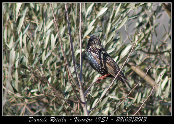 Sturnus vulgaris maschio???